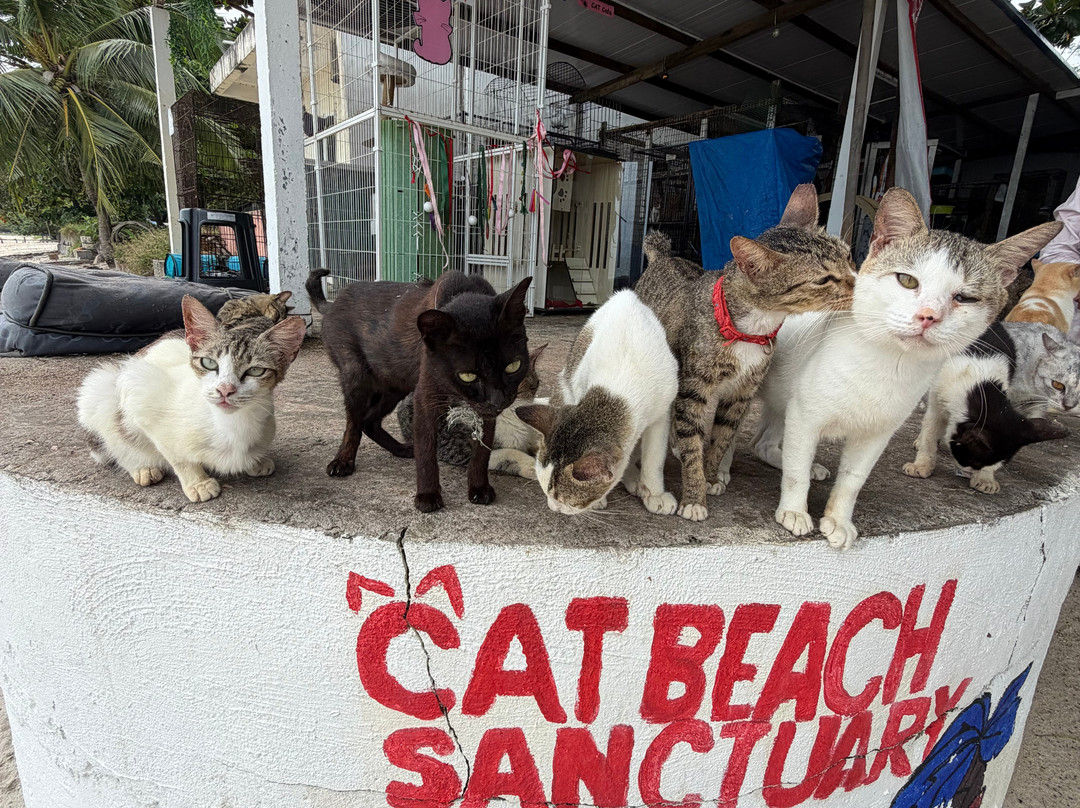 Cat Beach Sanctuary-巴巷海滩必去景点