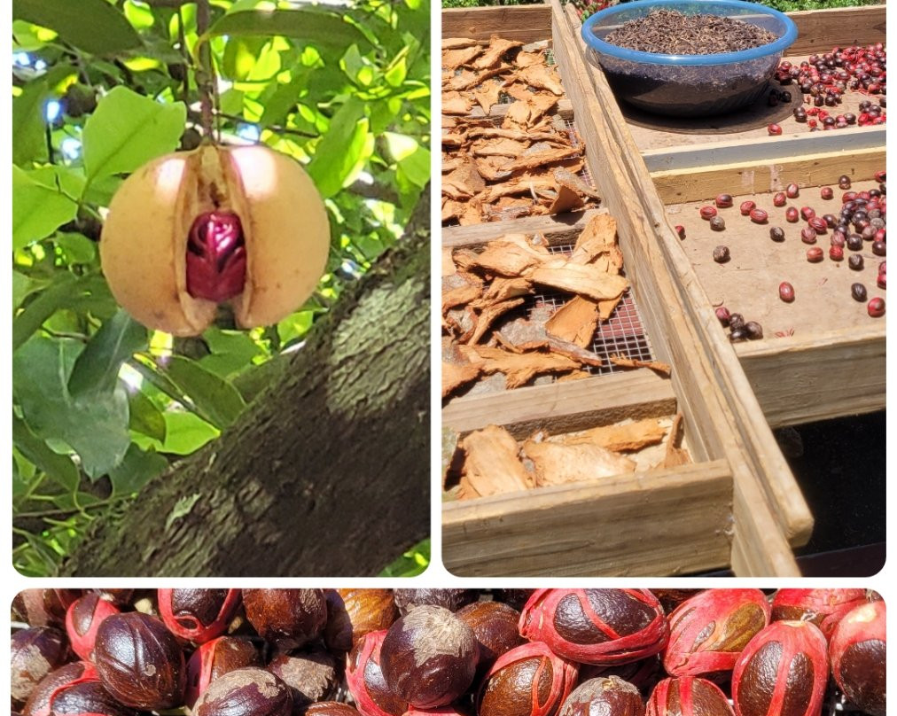 Le Jardin Du Roi Spice Garden-马埃岛必去景点