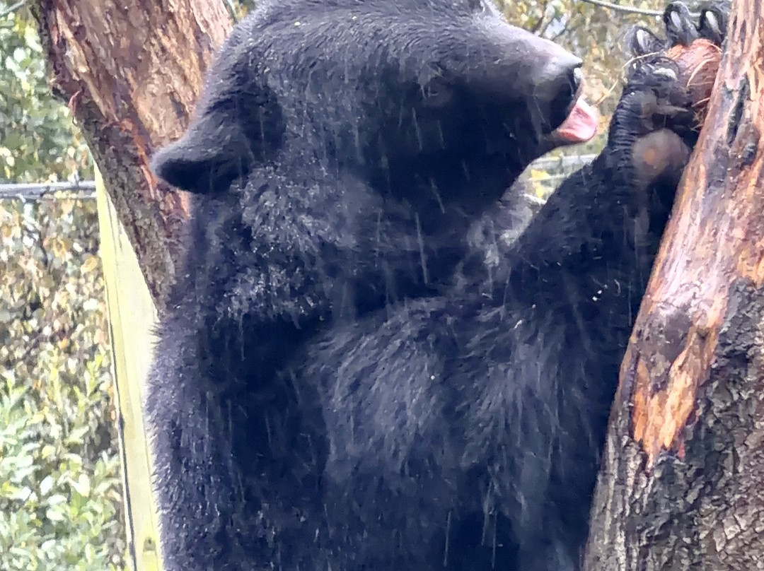 Five Sisters Zoo-West Calder必去景点