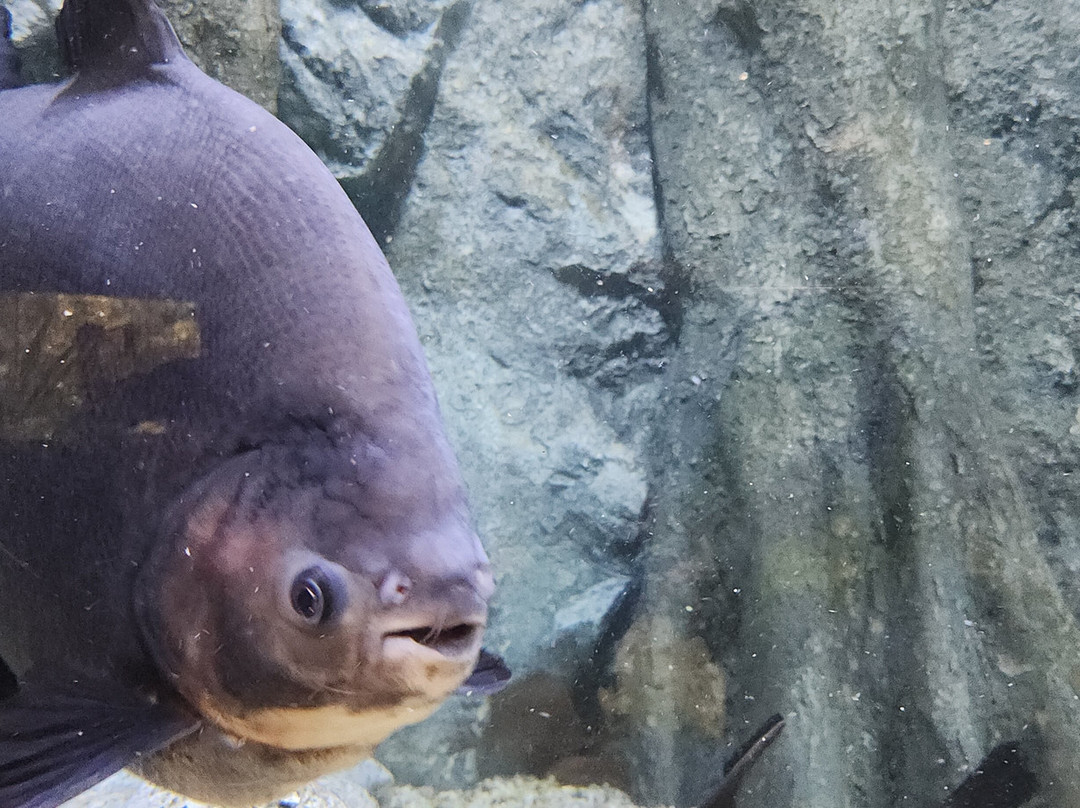 Angkor Wildlife & Aquarium-暹粒必去景点