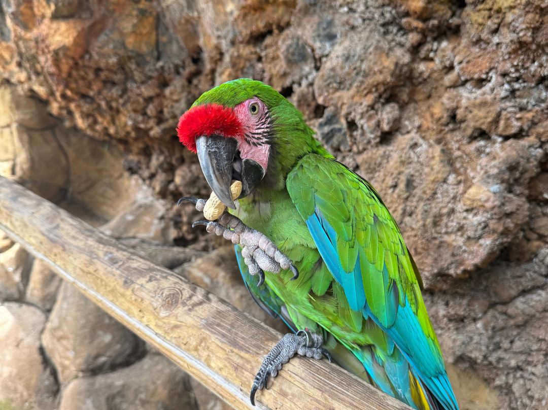 Maroparque Isla de La Palma-Brena Alta必去景点