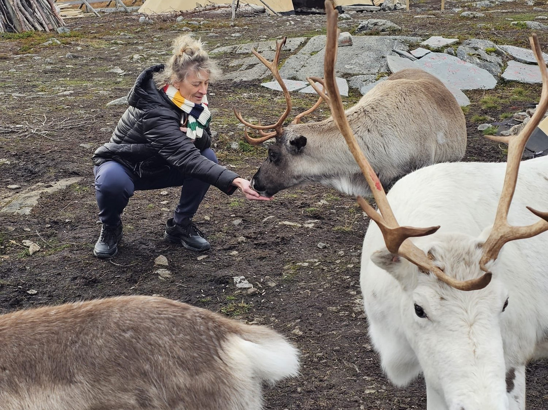 Reindeer Island Hammerfest-Hammerfest必去景点