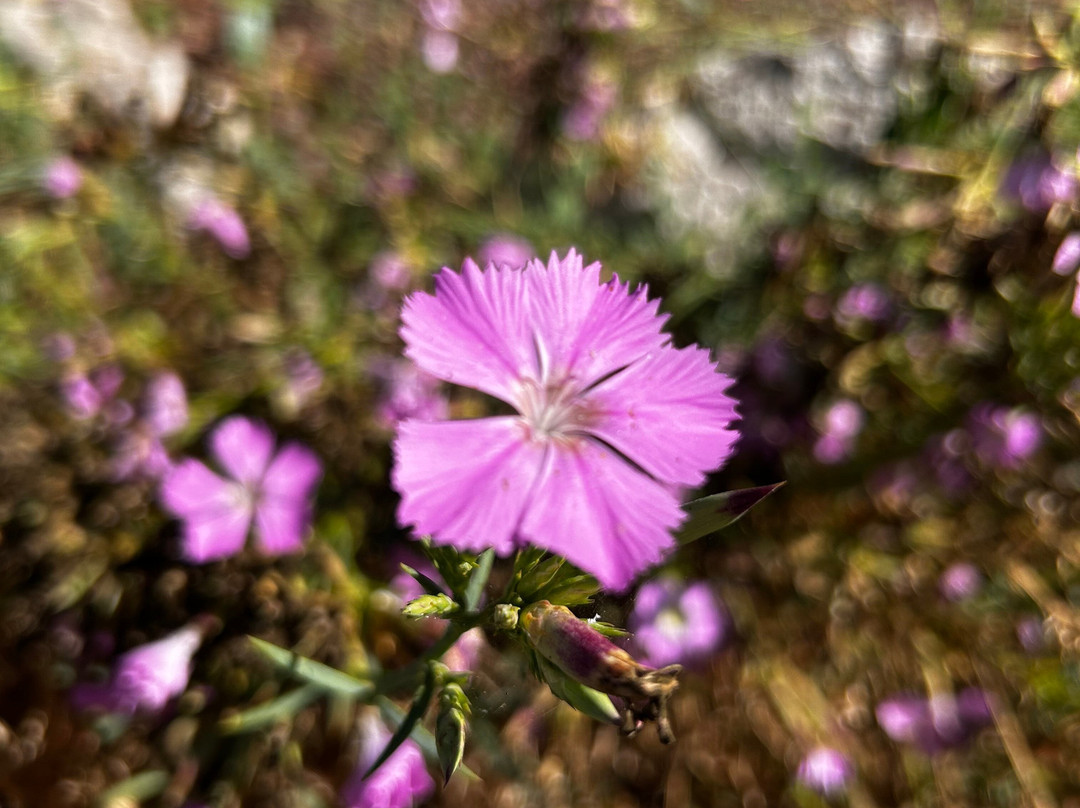 Jardín Botánico de Sóller-索耶尔必去景点