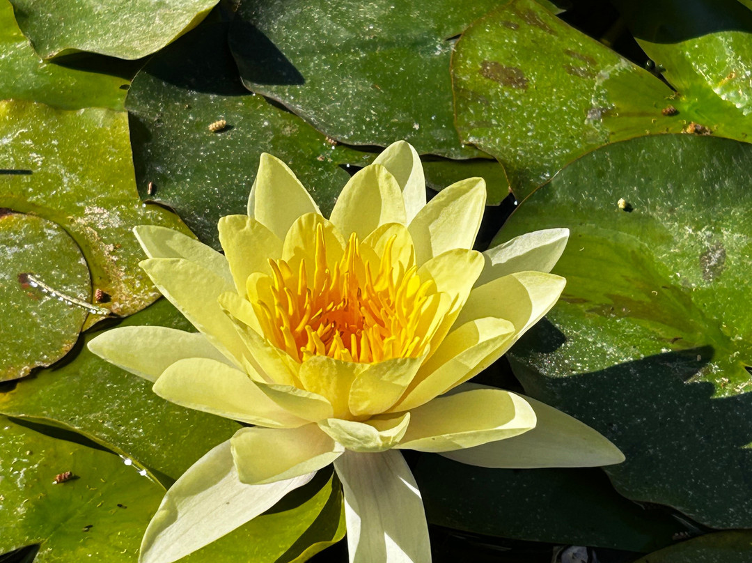 Jardín Botánico de Sóller-索耶尔必去景点