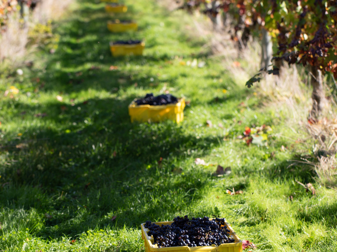 Sakonnet Vineyard-Little Compton必去景点