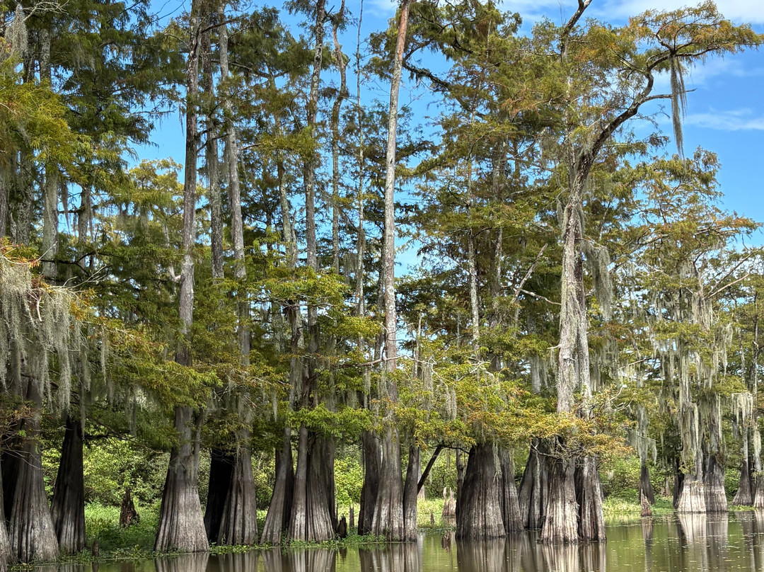 The Last Wilderness Swamp Tour-Plaquemine必去景点
