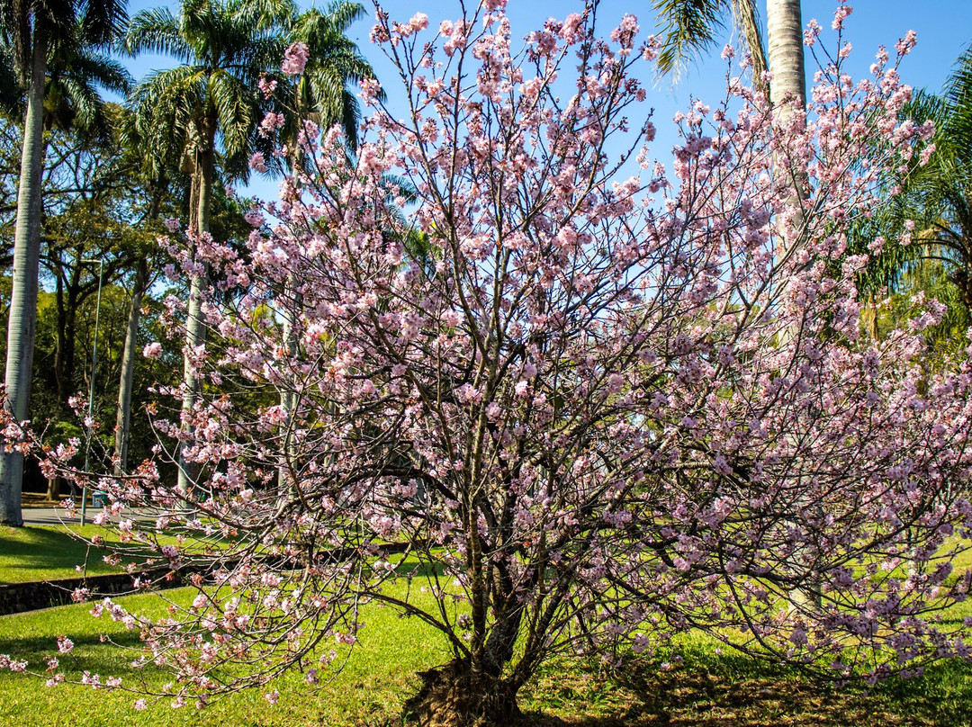 Jardim Botânico de São Paulo-圣保罗必去景点