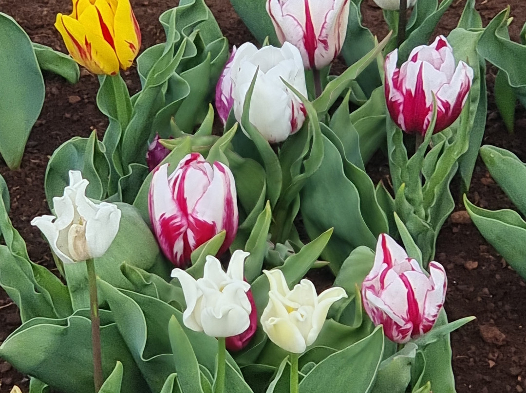 Table Cape Tulip Farm-温耶德必去景点