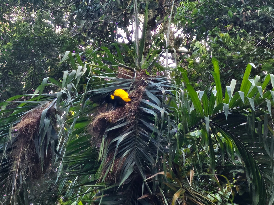 Cuyabeno Dolphin Lodge-Cuyabeno Wildlife Reserve必去景点