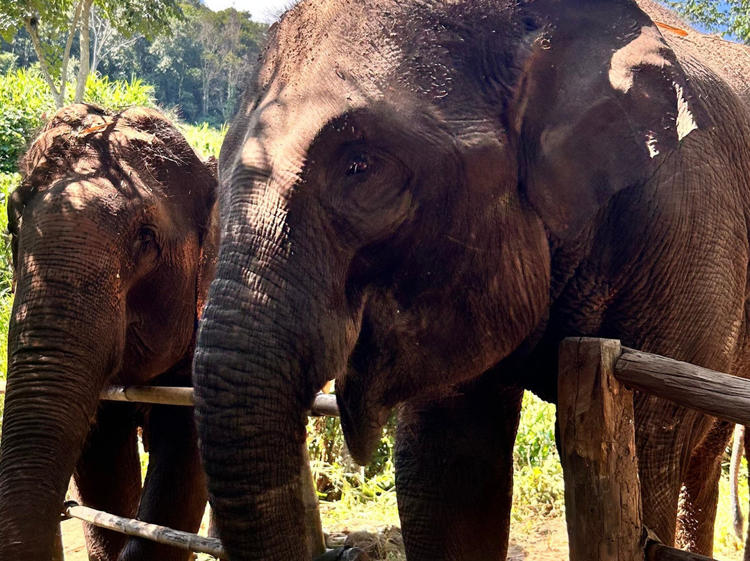 Elephant Sanctuary Care Park-清迈必去景点