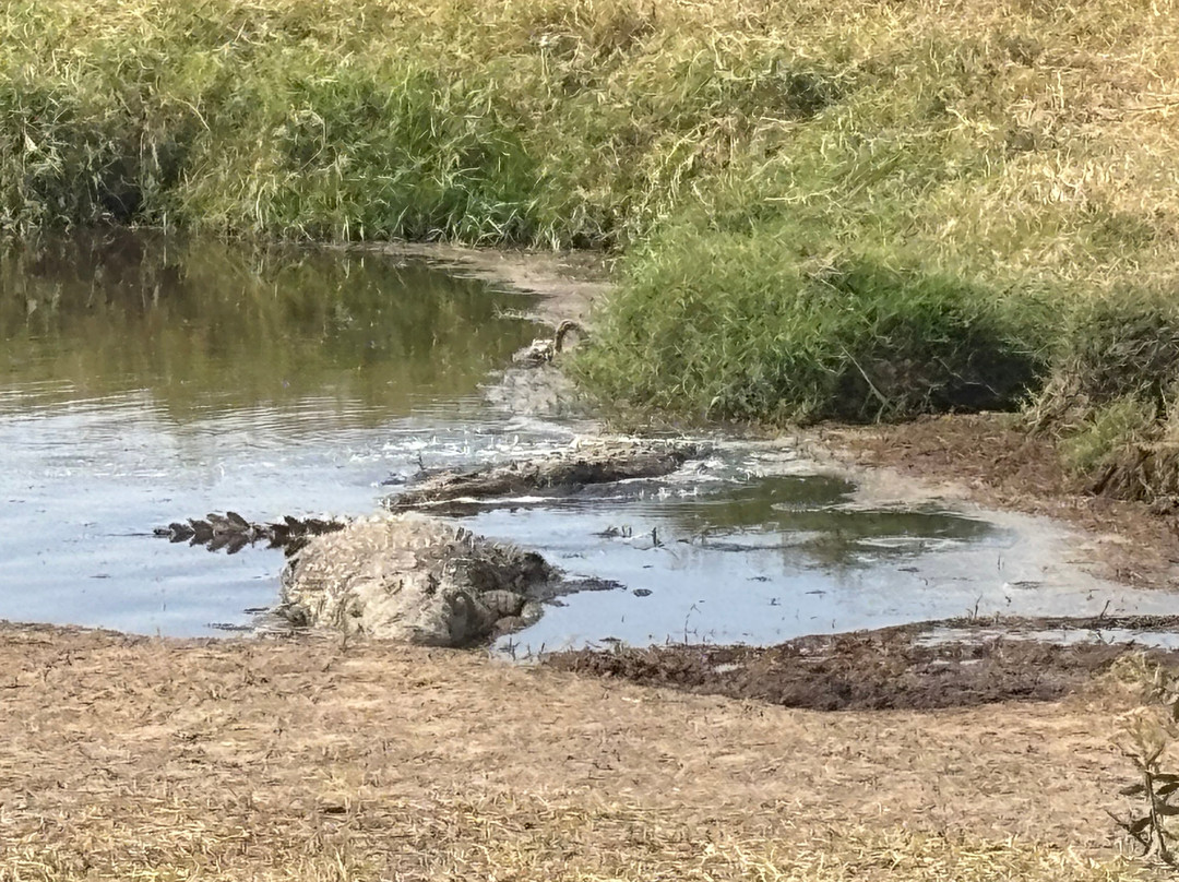 Wild Authentic Tanzania-阿鲁沙必去景点