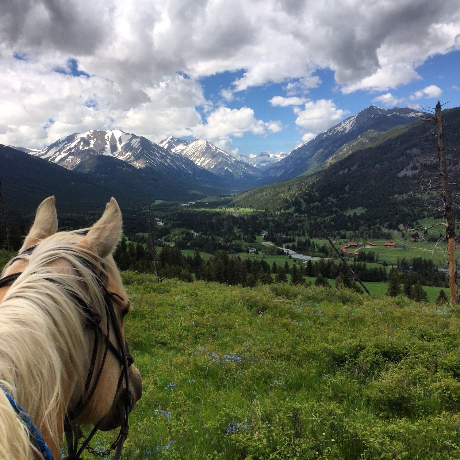 Sweet Grass (Dude) Ranch-官方