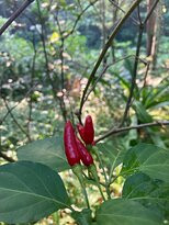 Bukit Lagong-黑风洞必去景点
