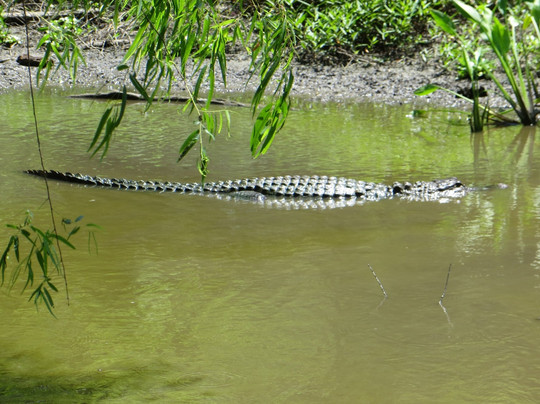 Needville旅游景点-Brazos Bend State Park