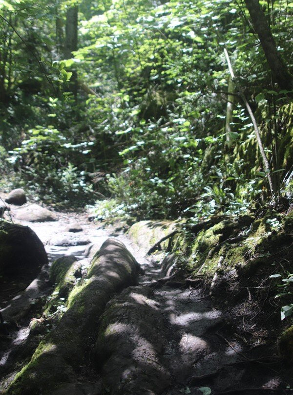 Loop Trail,flowerpot Island-托伯莫里必去景点