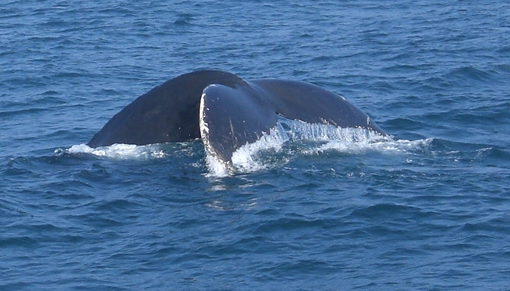 Cap'n Fish's Cruises-布斯贝港必去景点