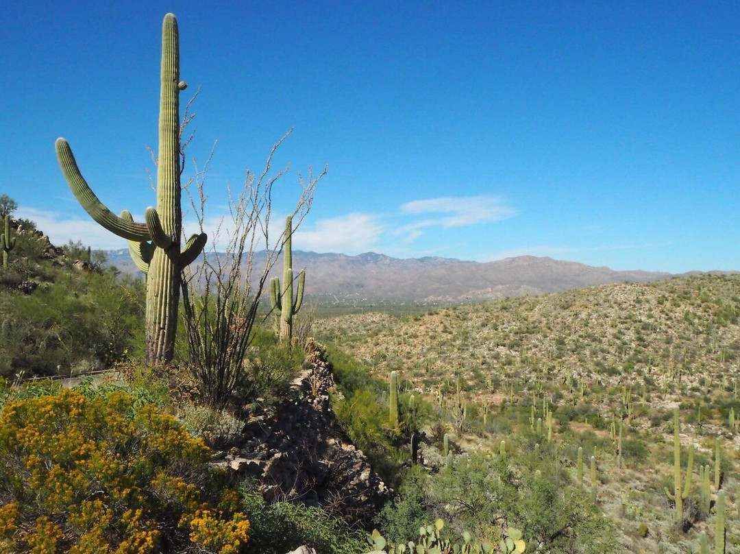 Cactus Forest Drive景点图片