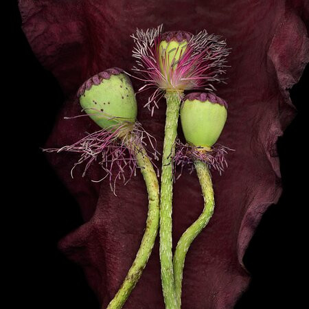 Janet Dwyer Photography景点图片