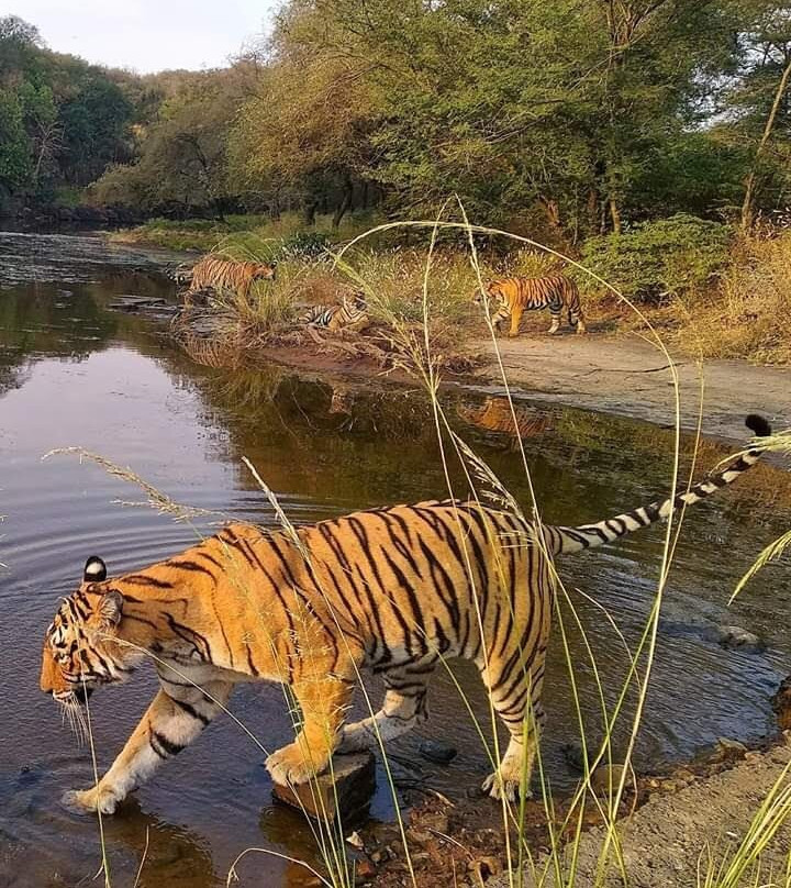 Royal Tiger Safari景点图片