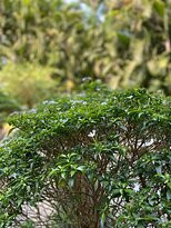 Hotel Chivala Beach主图