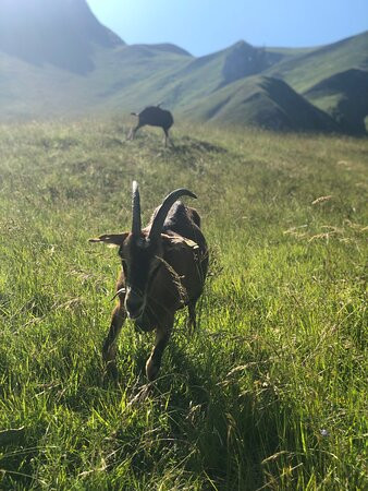 Chèvrerie de Villarenger-圣马丁贝尔维尔必去景点