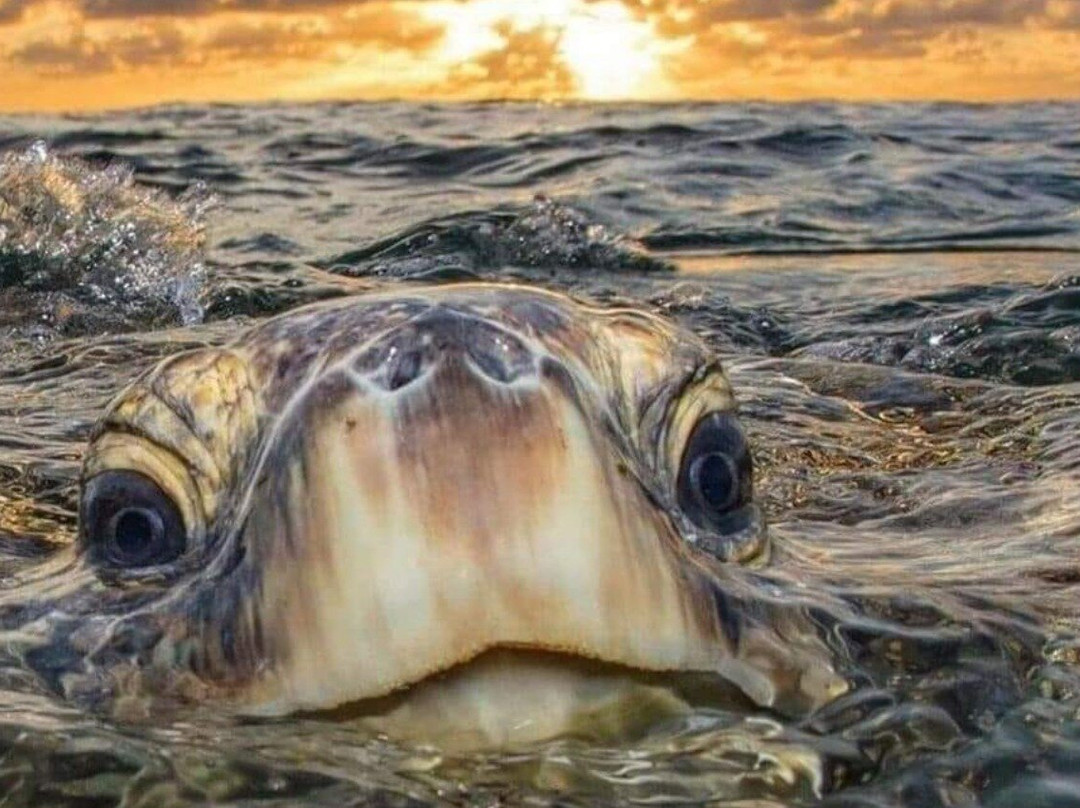 FUNKEY CHARTERS-基韦斯特必去景点