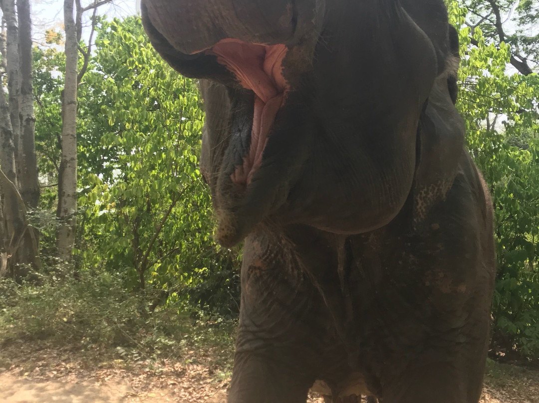 I love phants Lodge主图