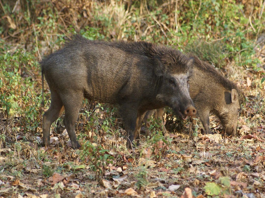 BRT Wildlife Sanctuary景点图片