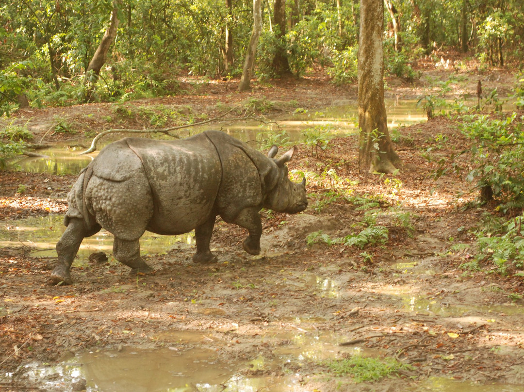 Jungle Safari Chitwan-苏拉哈必去景点