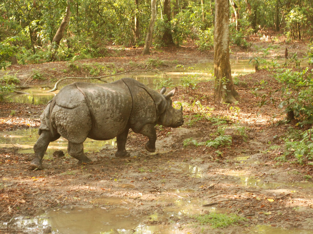 Jungle Safari Chitwan景点图片