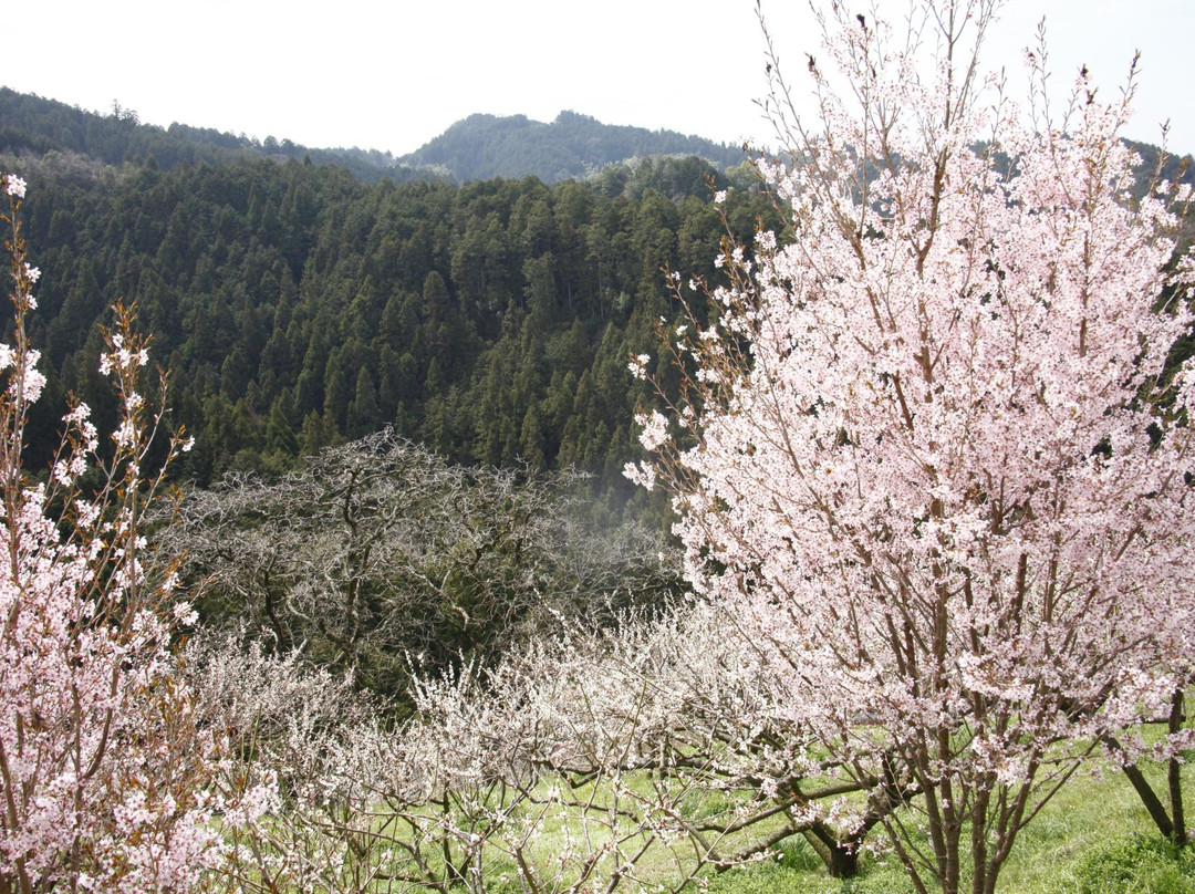 Hirohashibairin景点图片