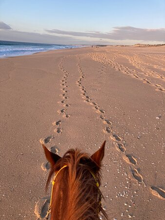 Horses by the Beach景点图片