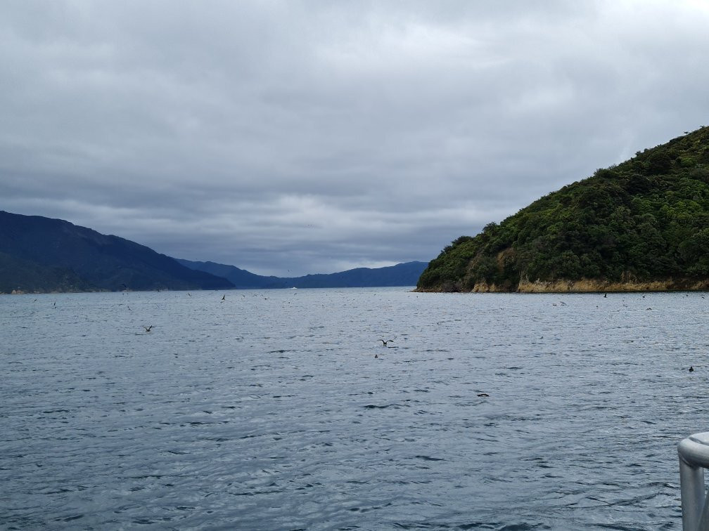 Pelorus Mail Boat景点图片