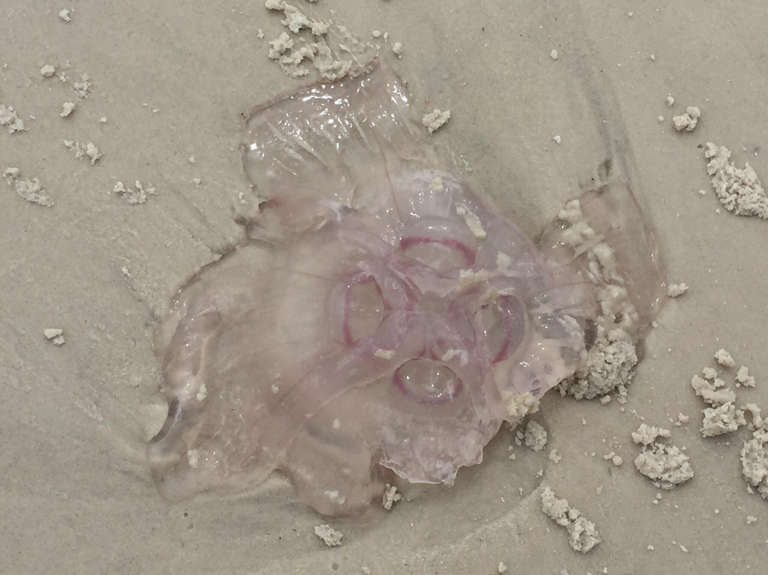 Orange Beach Welcome Center-橙色海湾必去景点