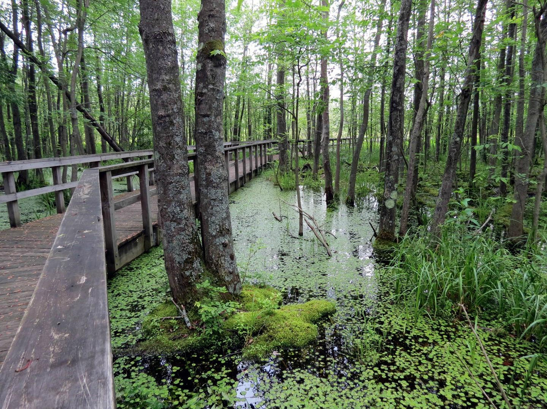 Huckleberry Swamp景点图片