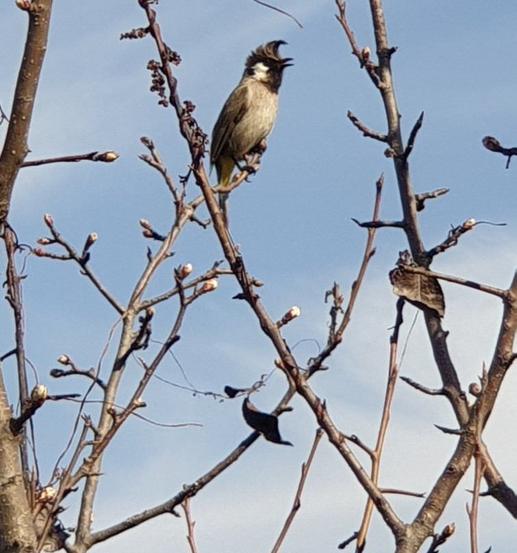 Suro Treehouse Resort主图