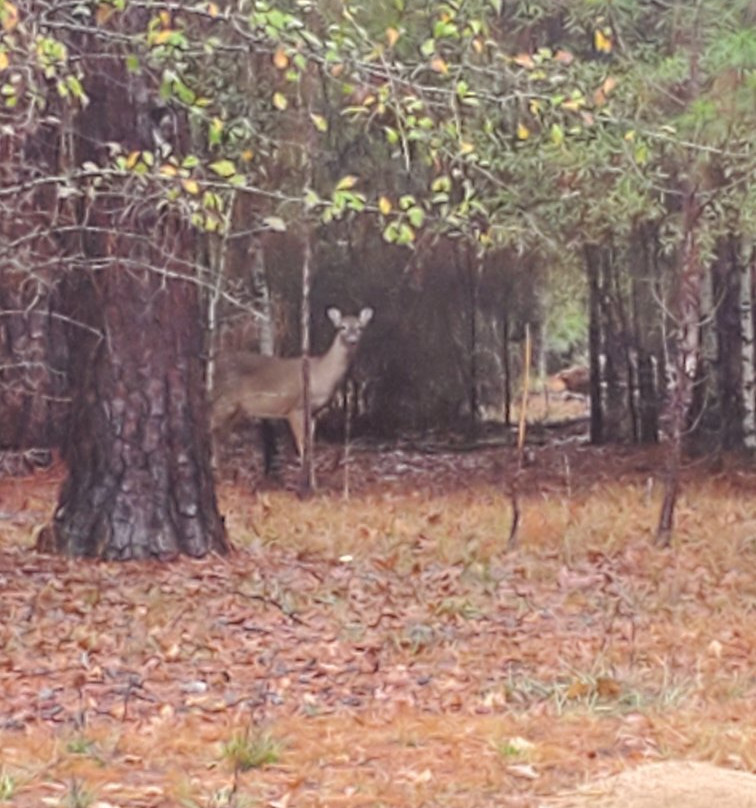 Georgia Veterans Memorial State Park Camping主图