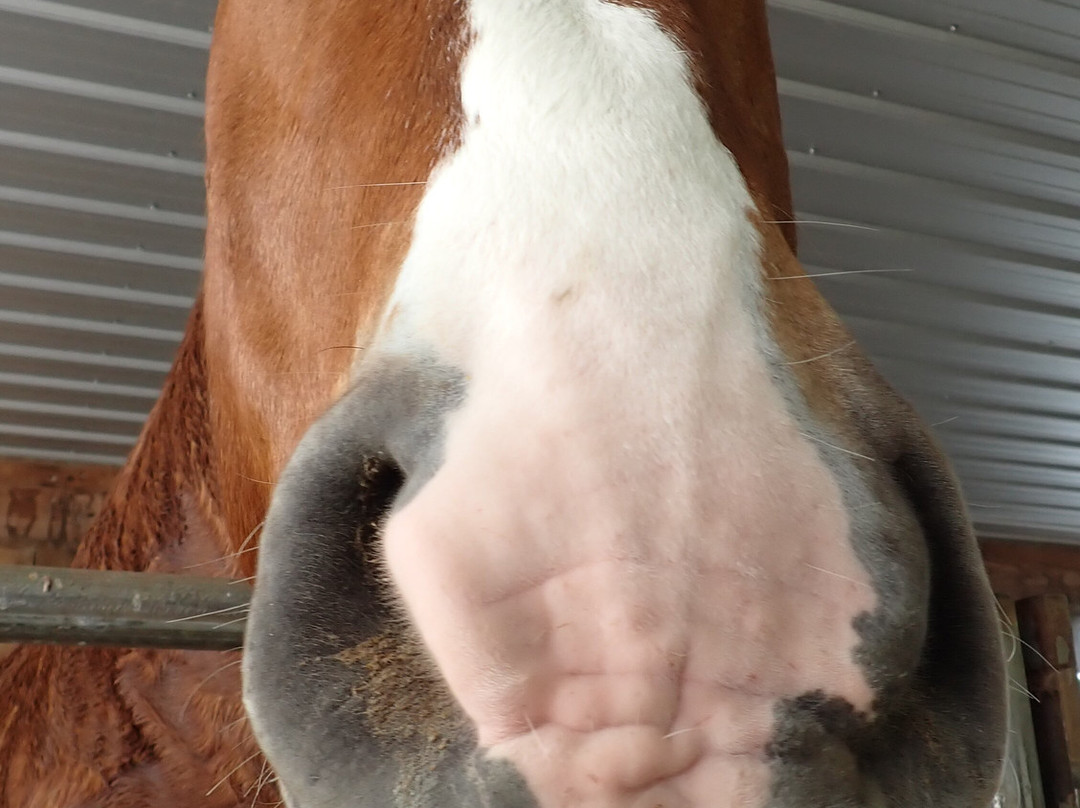 Hershberger's Farm & Bakery-Millersburg必去景点