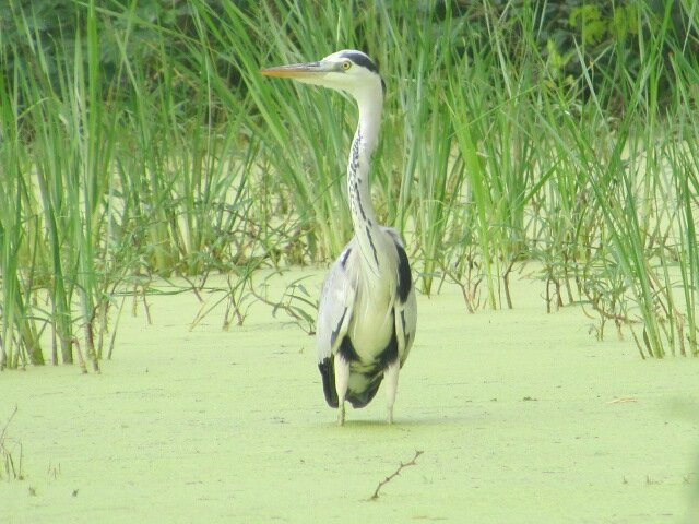 Melselvanur-Keelselvanur Bird Sanctuary景点图片