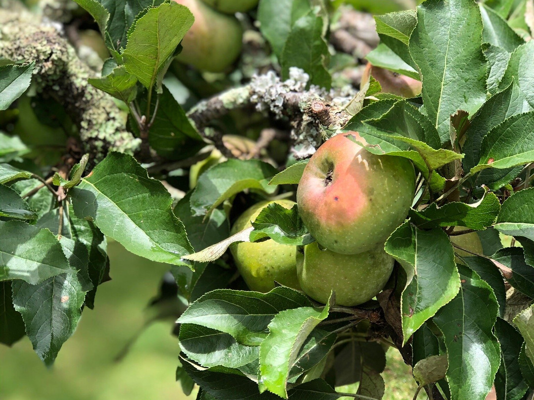 The Browns' Luxury Guest Suites主图