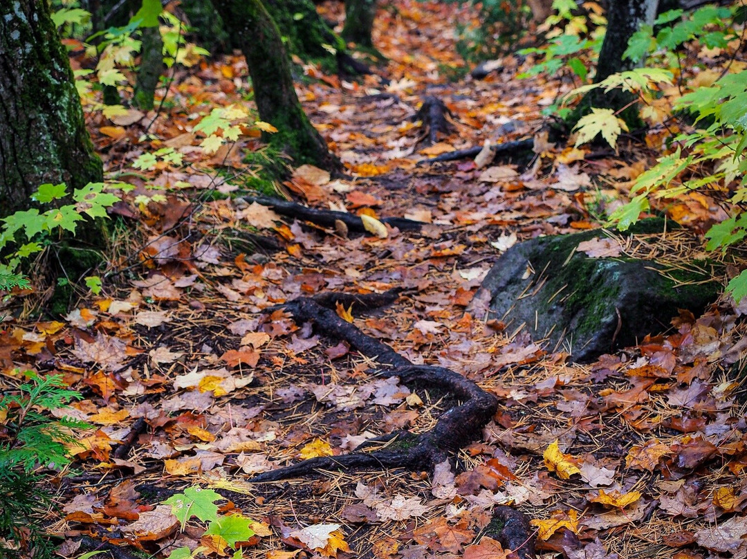 Estivant Pines Nature Sanctuary景点图片