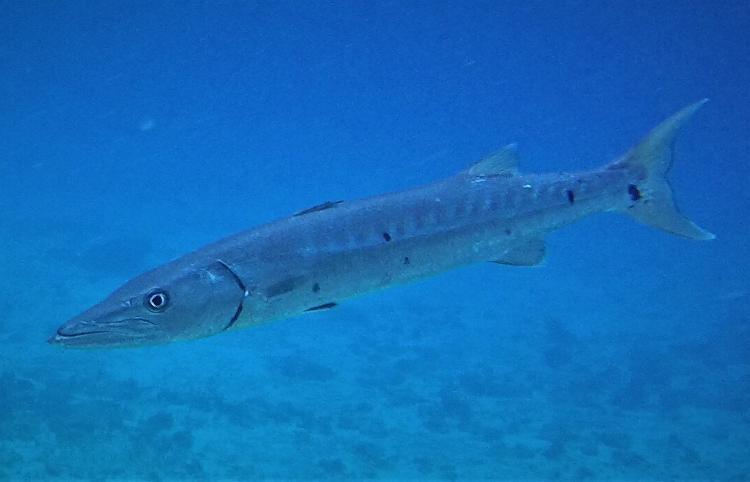 Dive House-考祖梅必去景点