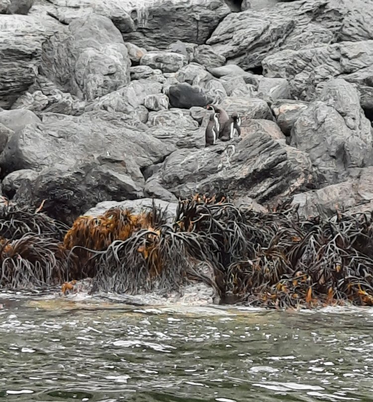 Reserva Nacional Pinguino de Humboldt景点图片