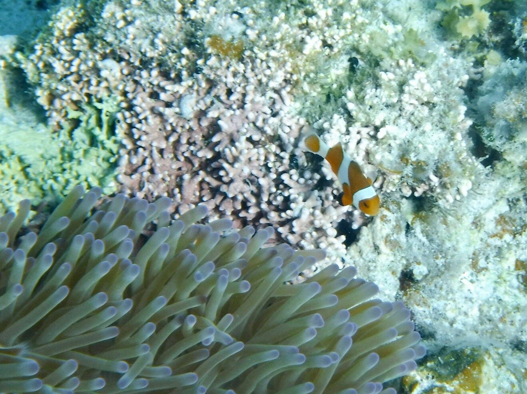 Hama-jima Island (The Phantom Island)景点图片