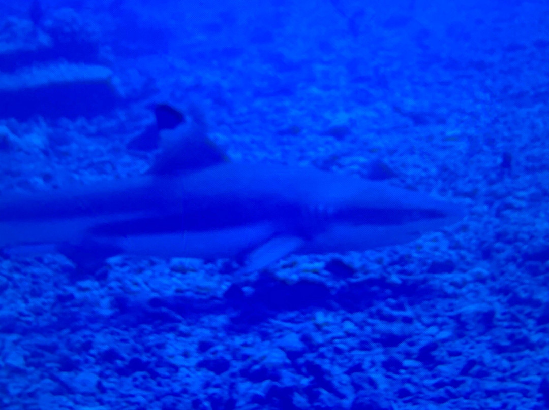 TOPDIVE Tahiti-法阿必去景点