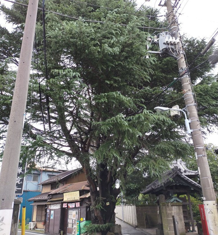The Yanaka's Himalayan Cedar Tree景点图片
