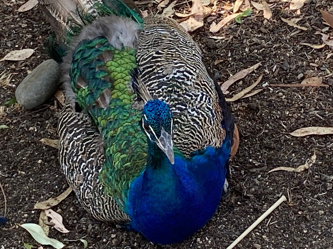 Leo Carrillo Ranch Historic Park-卡尔斯巴德必去景点