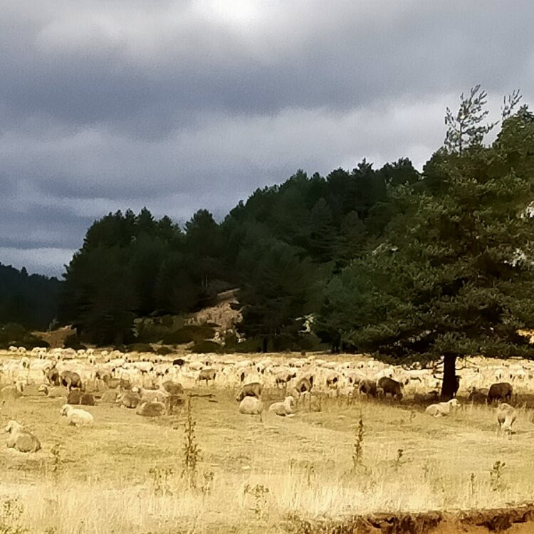 Nacimiento del Rio Tajo景点图片