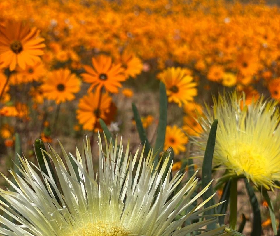 Skilpad Wild Flower Reserve-Garies必去景点