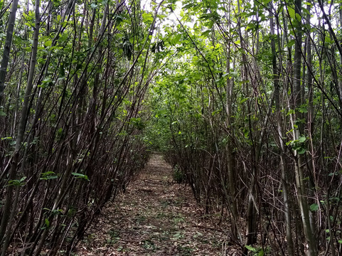 La Forêt Domaniale de Montmorency-Saint-Prix必去景点